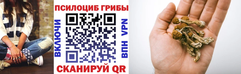 Псилоцибиновые грибы Cubensis  Моздок 